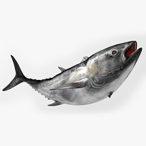 3D model TUNA FISH Rigged L1543