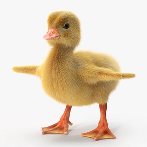 Baby Duckling Fur