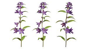 3D Campanula Perennial bell flower