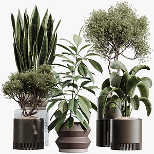 3D AV Indoor Plants Set 412 Banana Olive Ficus Fig Sansevieria model