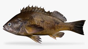 Squarespot Rockfish