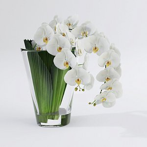 Phalaenopsis Orchid