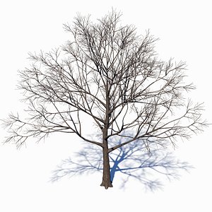 3D dead tree model
