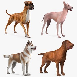 Large Dogs Rigged for Cinema 4D Collection 2