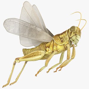 Solitary Desert Locust Fur Rigged