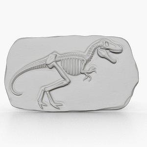 Dinosaur Fossil 005 model