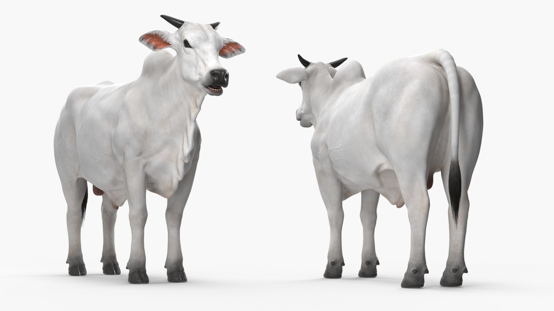Nelore Cow Male Fur Rigged 3D - TurboSquid 2316335