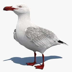 Seagull 3D Model Animated 3D
