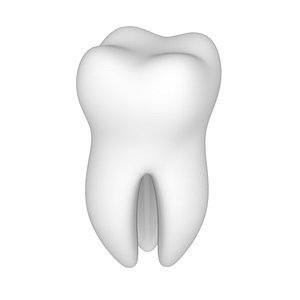 3D tooth 3 root model