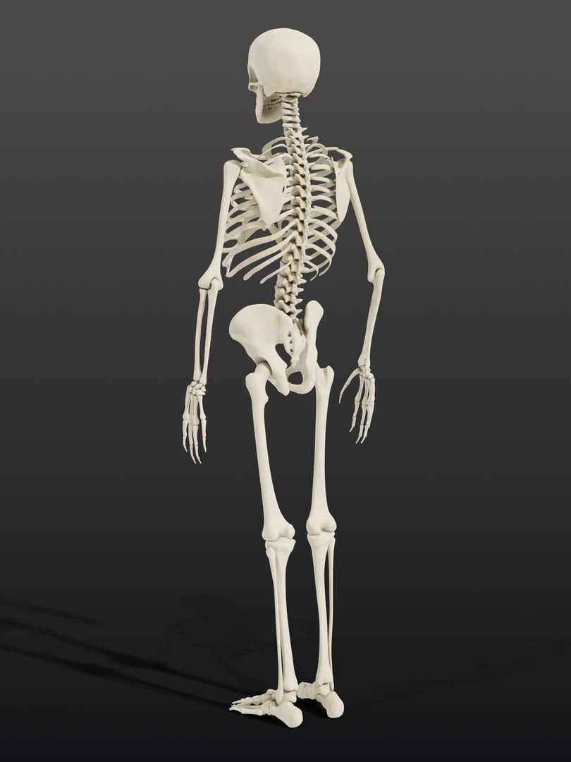 3d skeleton model https://p.turbosquid.com/ts-thumb/Ke/YMySBt/20/03_skeletonstatic_03_three_quarter_back/jpg/1791486839/1920x1080/fit_q87/39689c5a9439820eb0d4d323b634eefbf8bbfb50/03_skeletonstatic_03_three_quarter_back.jpg