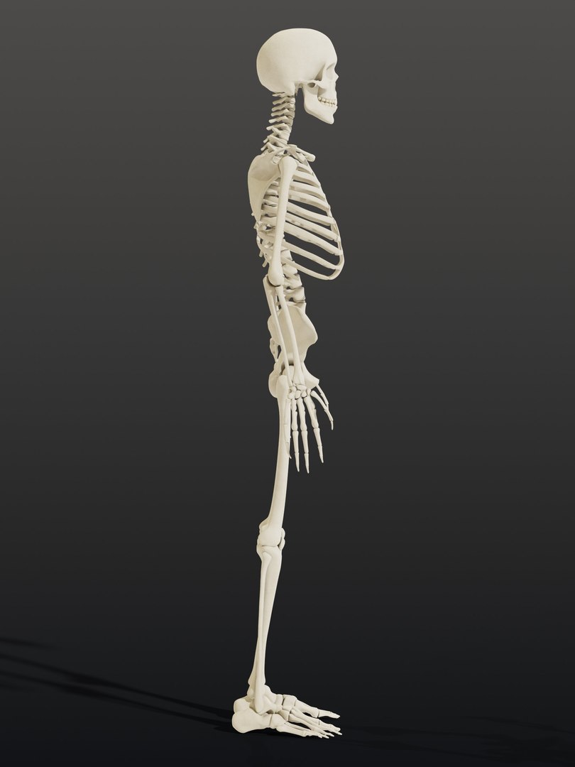 3d skeleton model https://p.turbosquid.com/ts-thumb/Ke/YMySBt/Hq/05_skeletonstatic_05_side_left/jpg/1791486855/1920x1080/fit_q87/fc2d72df56a57ea8dc22375904ff36d39d33925a/05_skeletonstatic_05_side_left.jpg