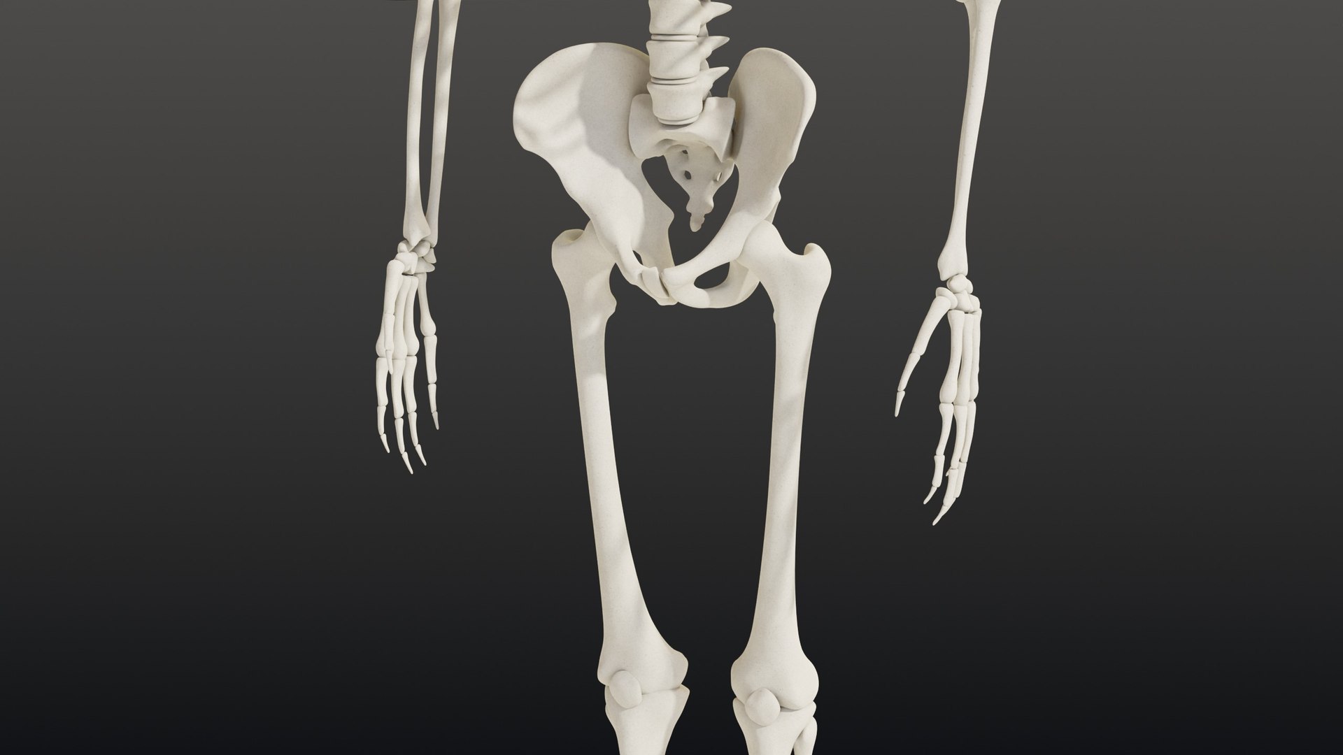 3d skeleton model https://p.turbosquid.com/ts-thumb/Ke/YMySBt/Io/08_skeletonstatic_08_pelvis/jpg/1791486876/1920x1080/fit_q87/c2e75dfaae315fc9242c8c86054e7e925e71d518/08_skeletonstatic_08_pelvis.jpg