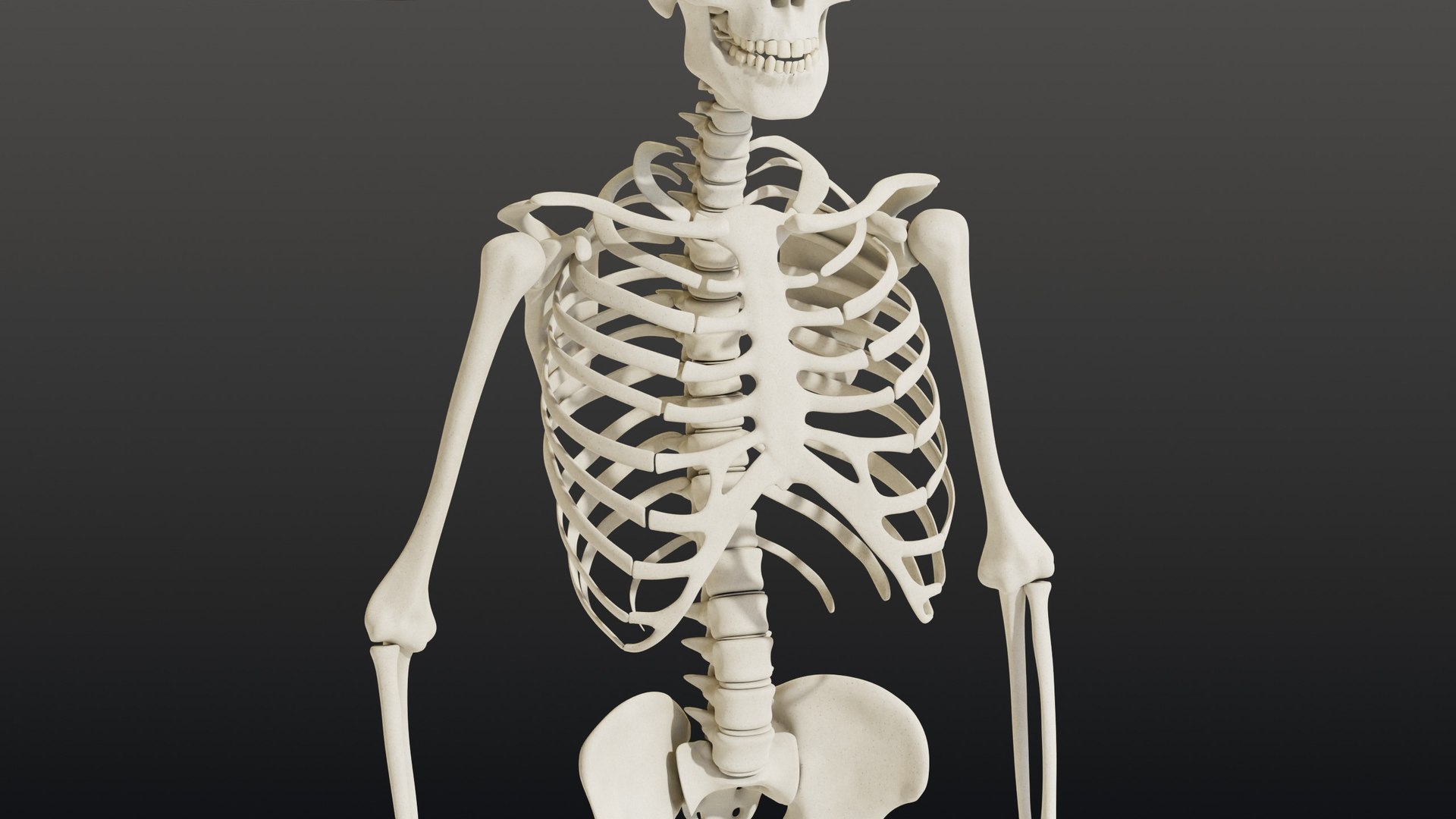 3d skeleton model https://p.turbosquid.com/ts-thumb/Ke/YMySBt/Mk/07_skeletonstatic_07_ribcage/jpg/1791486875/1920x1080/fit_q87/e497ec96e34d485550542a0f9e847929482fcd19/07_skeletonstatic_07_ribcage.jpg