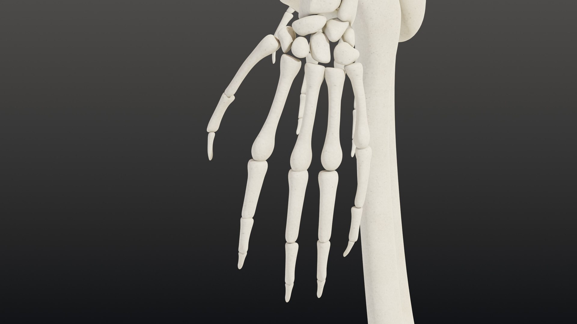 3d skeleton model https://p.turbosquid.com/ts-thumb/Ke/YMySBt/Sz/10_skeletonstatic_10_hand_left/jpg/1791486894/1920x1080/fit_q87/4933d337218c327b8f539bdace0afc6f45b0b404/10_skeletonstatic_10_hand_left.jpg