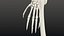 Human Skeleton - Static PBR