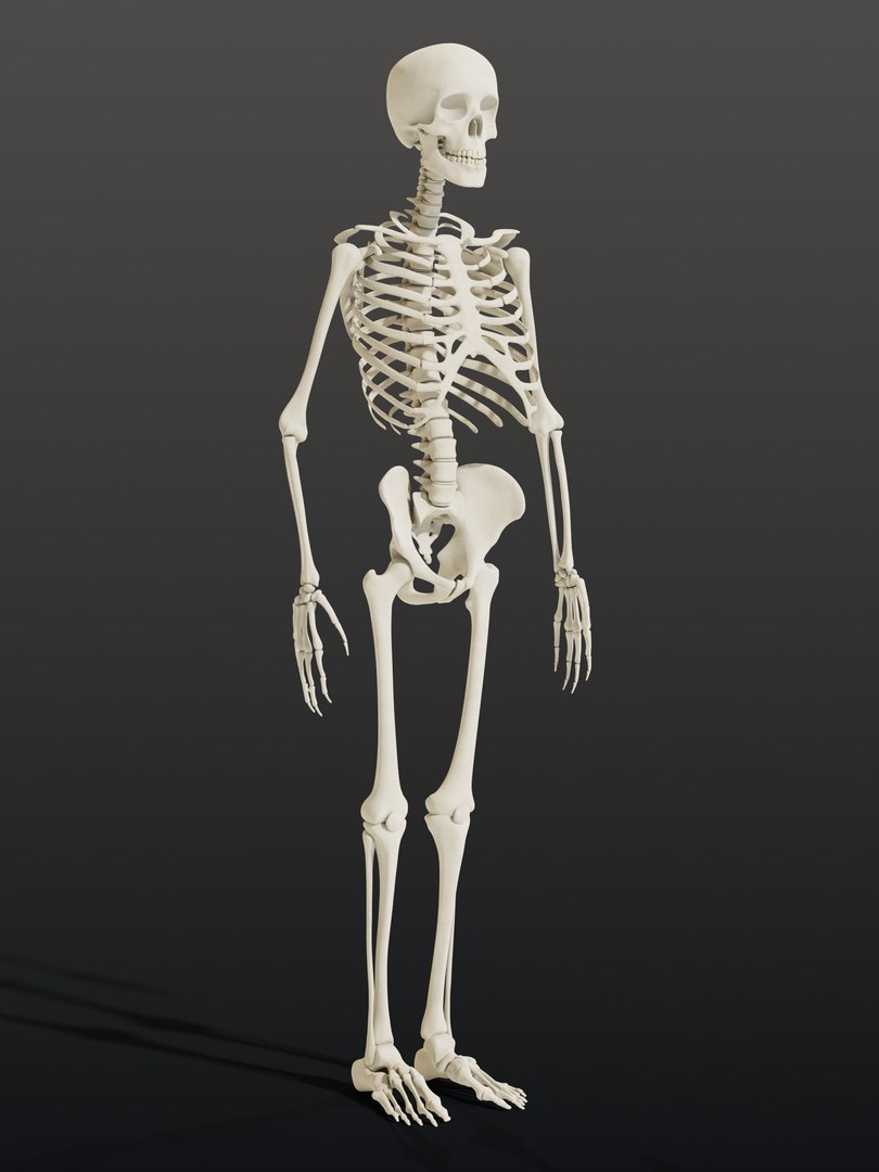 3d skeleton model https://p.turbosquid.com/ts-thumb/Ke/YMySBt/si/02_skeletonstatic_02_hero/jpg/1791486831/1920x1080/fit_q87/b3867cd945df98f96d32f554317de8358f27470b/02_skeletonstatic_02_hero.jpg