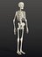 Human Skeleton - Static PBR