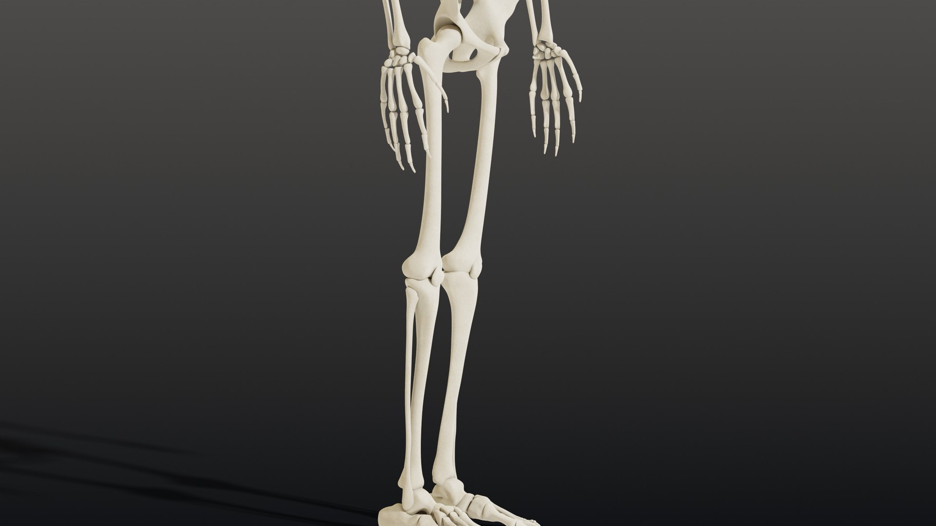 3d skeleton model https://p.turbosquid.com/ts-thumb/Ke/YMySBt/vh/09_skeletonstatic_09_knee/jpg/1791486886/1920x1080/fit_q87/43605b0aa07388d271a43e0ee5795cf18c71c042/09_skeletonstatic_09_knee.jpg