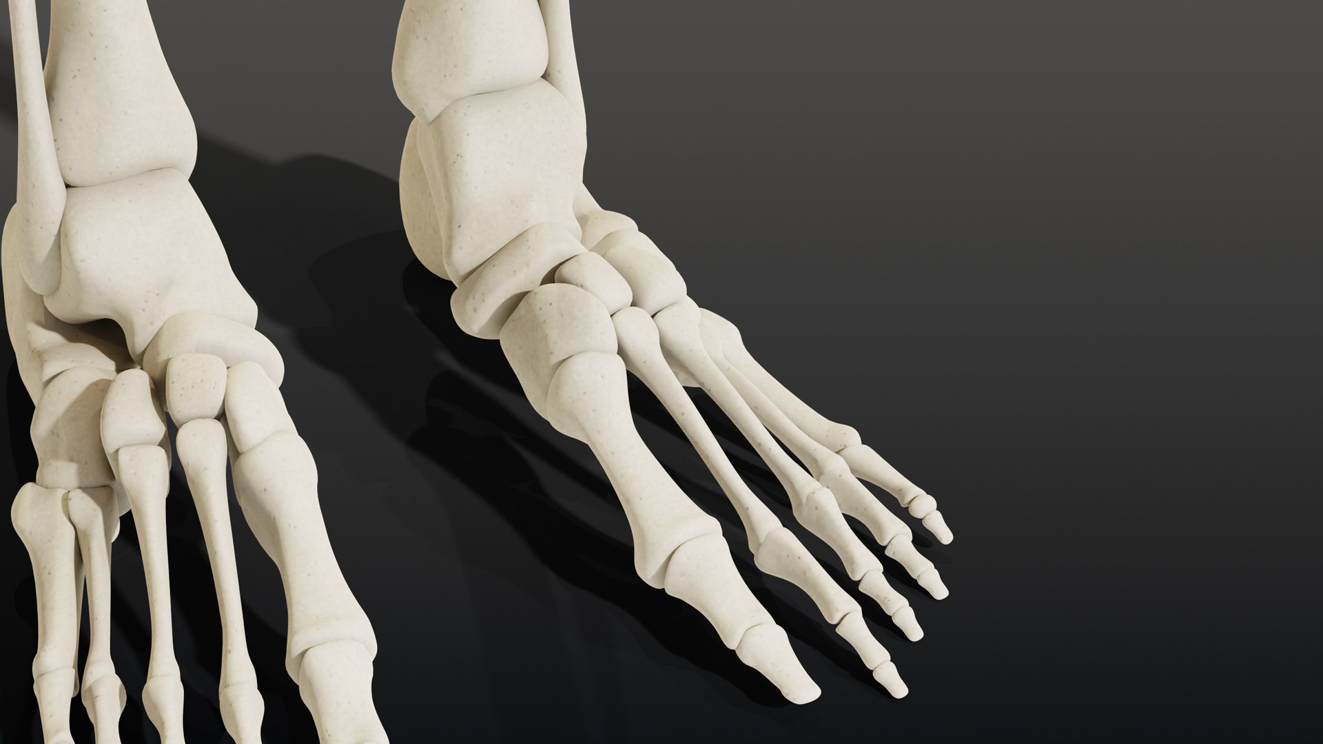 3d skeleton model https://p.turbosquid.com/ts-thumb/Ke/YMySBt/wU/11_skeletonstatic_11_foot_left/jpg/1791486905/1920x1080/fit_q87/f537d20b833ada8d3ca7597e9aa42b5ba4896b6e/11_skeletonstatic_11_foot_left.jpg