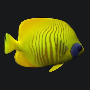 cheek butterfly fish 3D