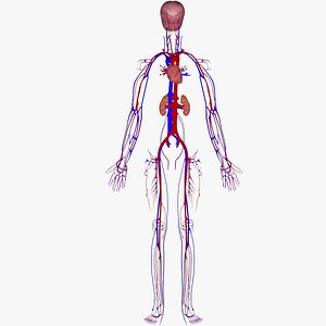 3d human vein brain model
