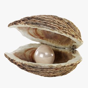 Clam Shell Pearl 3D Model - TurboSquid 1544998