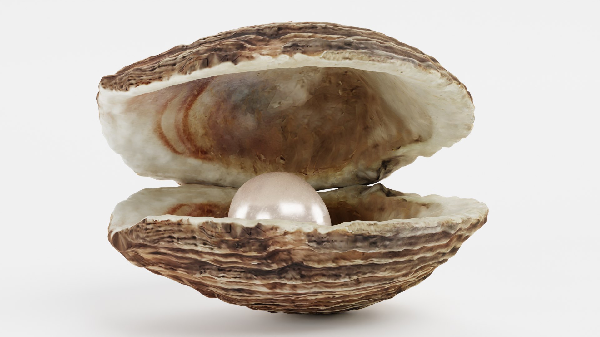 Pearl In Shell 3D Model - TurboSquid 2049097