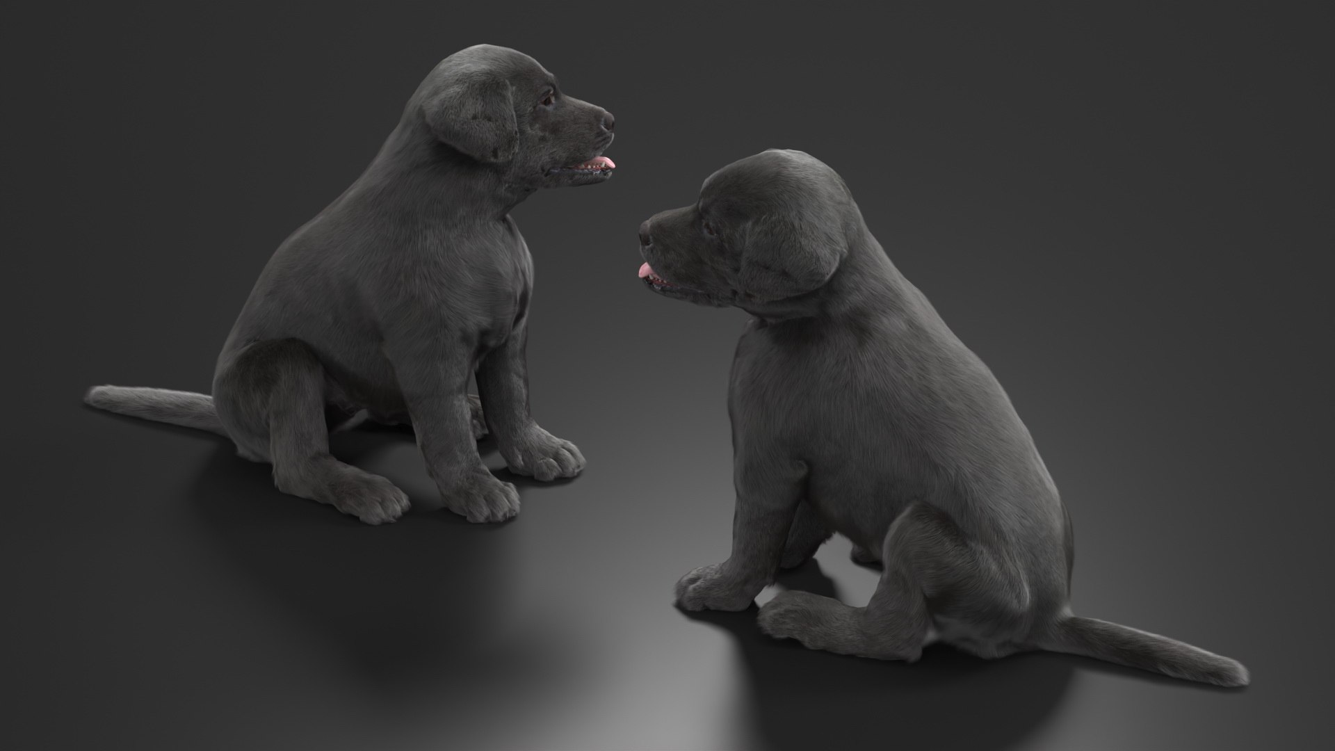 Labrador Retriever Puppy Black Sitting Pose Fur 3D model https://p.turbosquid.com/ts-thumb/Ke/tN9HLE/CD/labrador_retriever_puppy_black_sitting_pose_fur_006/jpg/1746936378/1920x1080/fit_q87/1f5aaf1cff0dc45bd81c1024303b4957e9307563/labrador_retriever_puppy_black_sitting_pose_fur_006.jpg