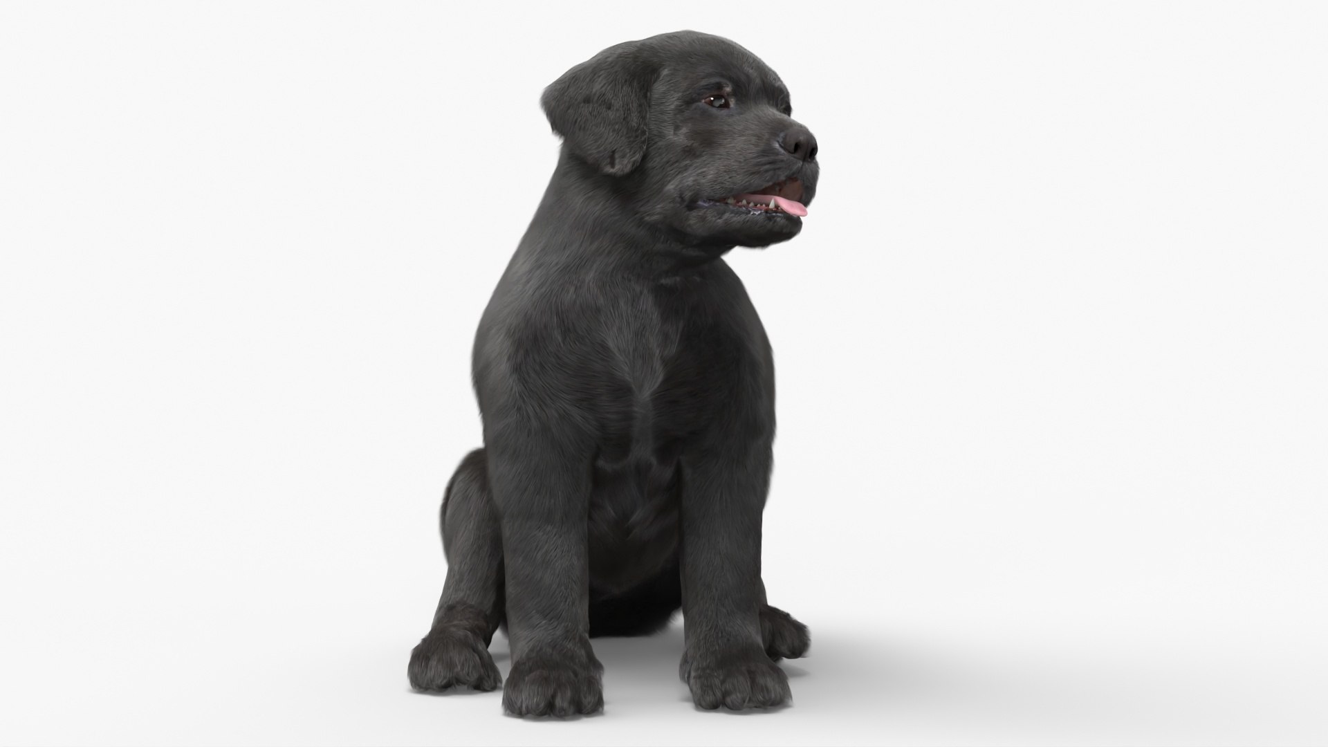 Labrador Retriever Puppy Black Sitting Pose Fur 3D model https://p.turbosquid.com/ts-thumb/Ke/tN9HLE/jC/labrador_retriever_puppy_black_sitting_pose_fur_008/jpg/1746936383/1920x1080/fit_q87/961d9148968570b7ae87663a347e59222de6270d/labrador_retriever_puppy_black_sitting_pose_fur_008.jpg