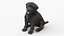 Cachorro de Labrador Retriever negro sentado en pose de pelaje