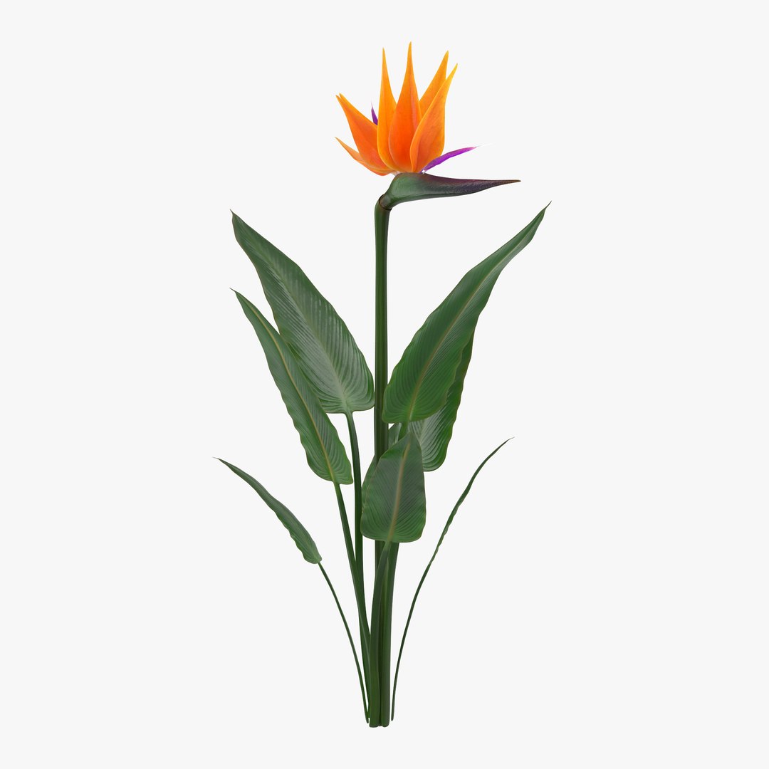 Bird of Paradise Flower 3D model preview