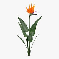 Bird of Paradise Flower