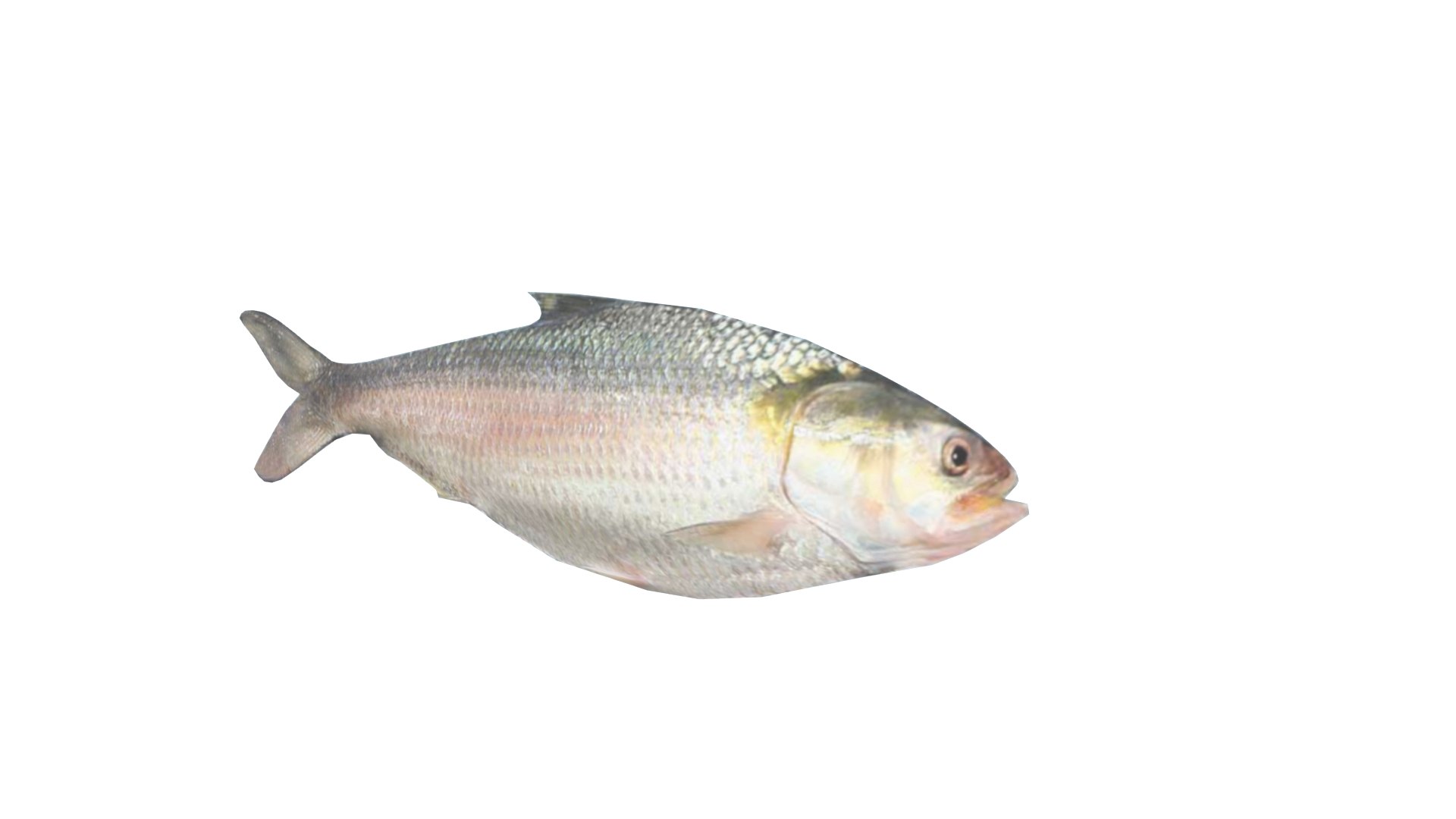 3D Hilsa Ilish Fish - TurboSquid 2201726
