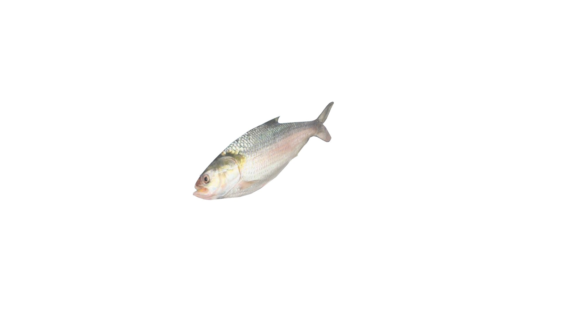 3D Hilsa Ilish Fish - TurboSquid 2201726