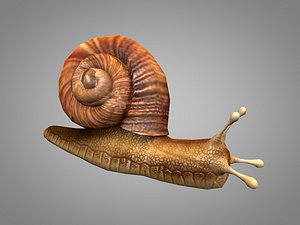 Snail