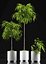 Ficus alii plants 65