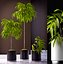 Ficus alii plants 65