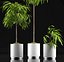 Ficus alii plants 65