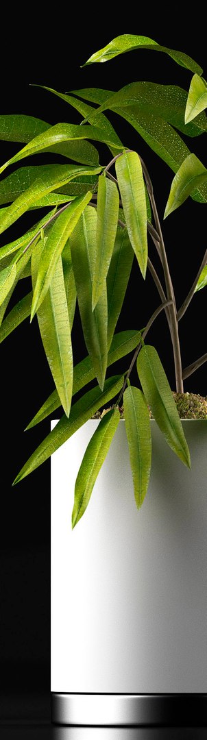 3d ficus alii plants model https://p.turbosquid.com/ts-thumb/Kf/LSGNwU/bMl9fEew/5/jpg/1474897922/1920x1080/fit_q87/733d0934091f4a5b27106cbc54304caec1a75618/5.jpg