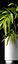 Ficus alii plants 65