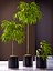 Ficus alii plants 65