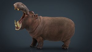 african hippopotamus 3D model