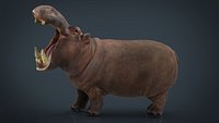 African Hippopotamus