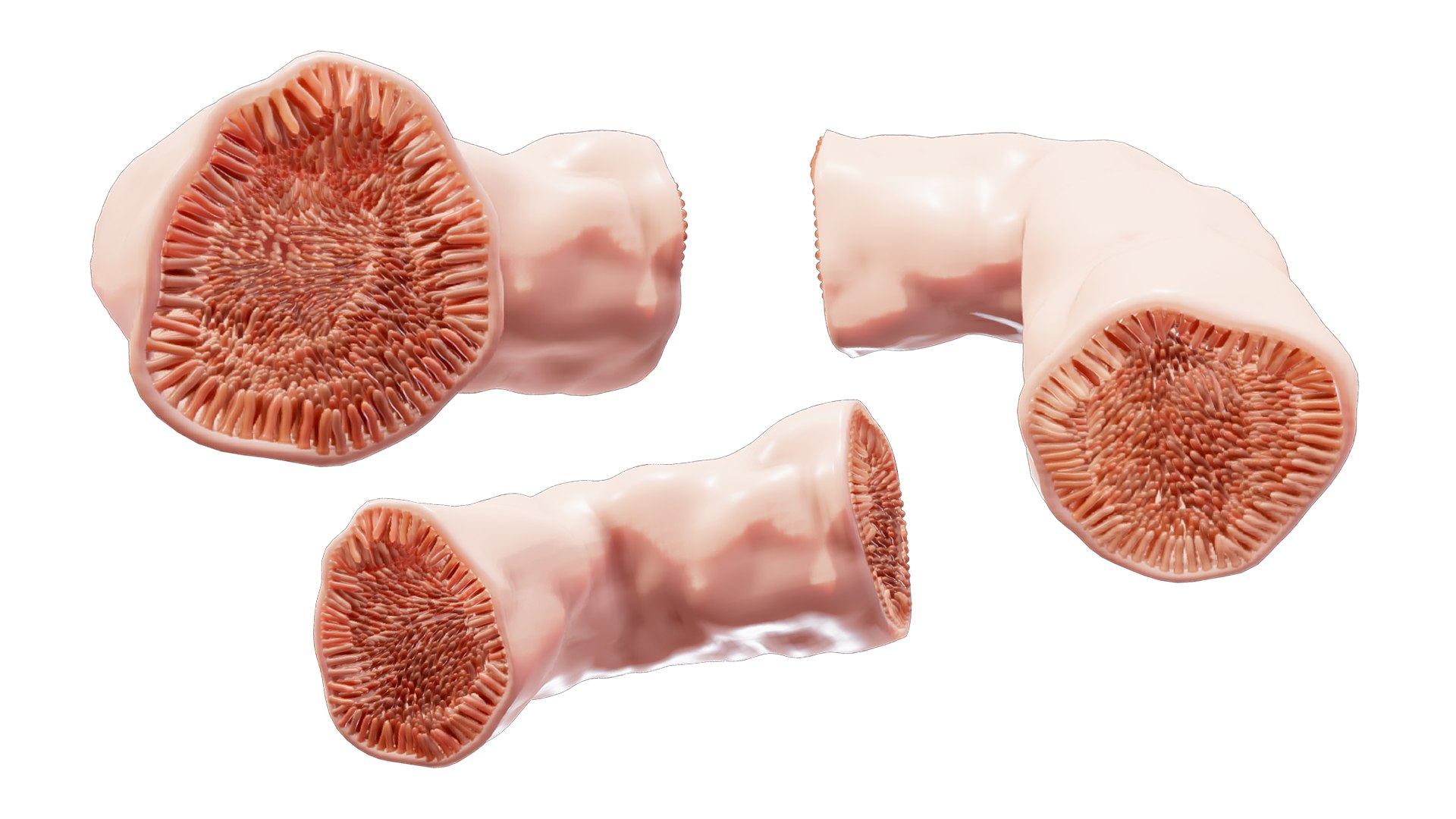 3D model Intestinal Microvilli Anatomy https://p.turbosquid.com/ts-thumb/Kf/WyJSXh/uv/intestinal_microvilli_anatomy_render/png/1764498264/1920x1080/fit_q87/180905eb865a5cfcbf6cd173383325b93326e9e7/intestinal_microvilli_anatomy_render.jpg