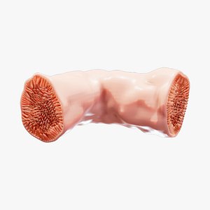 3D model Intestinal Microvilli Anatomy