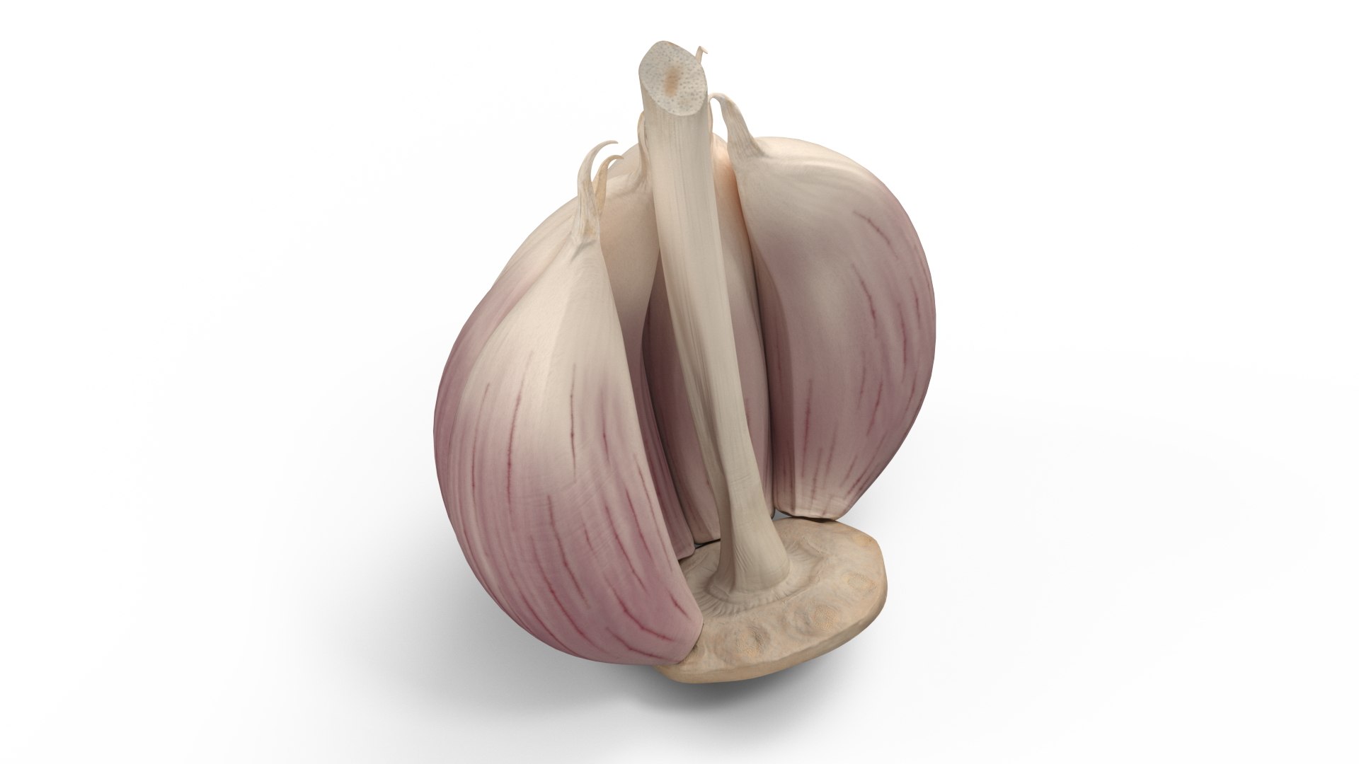 Half Head of Garlic White 3D model preview