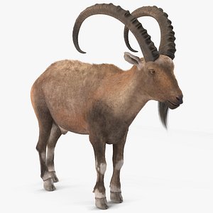 Alpine Ibex Stand Pose Fur 3D model