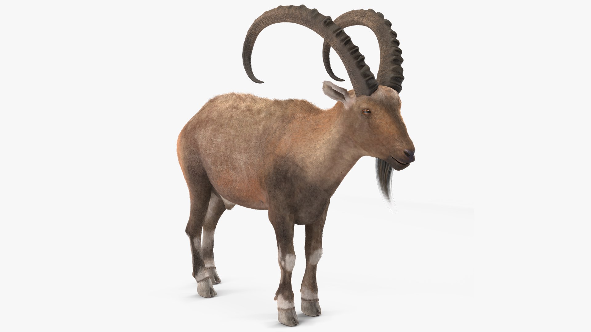 Alpine Ibex Stand Pose Fur 3D model preview