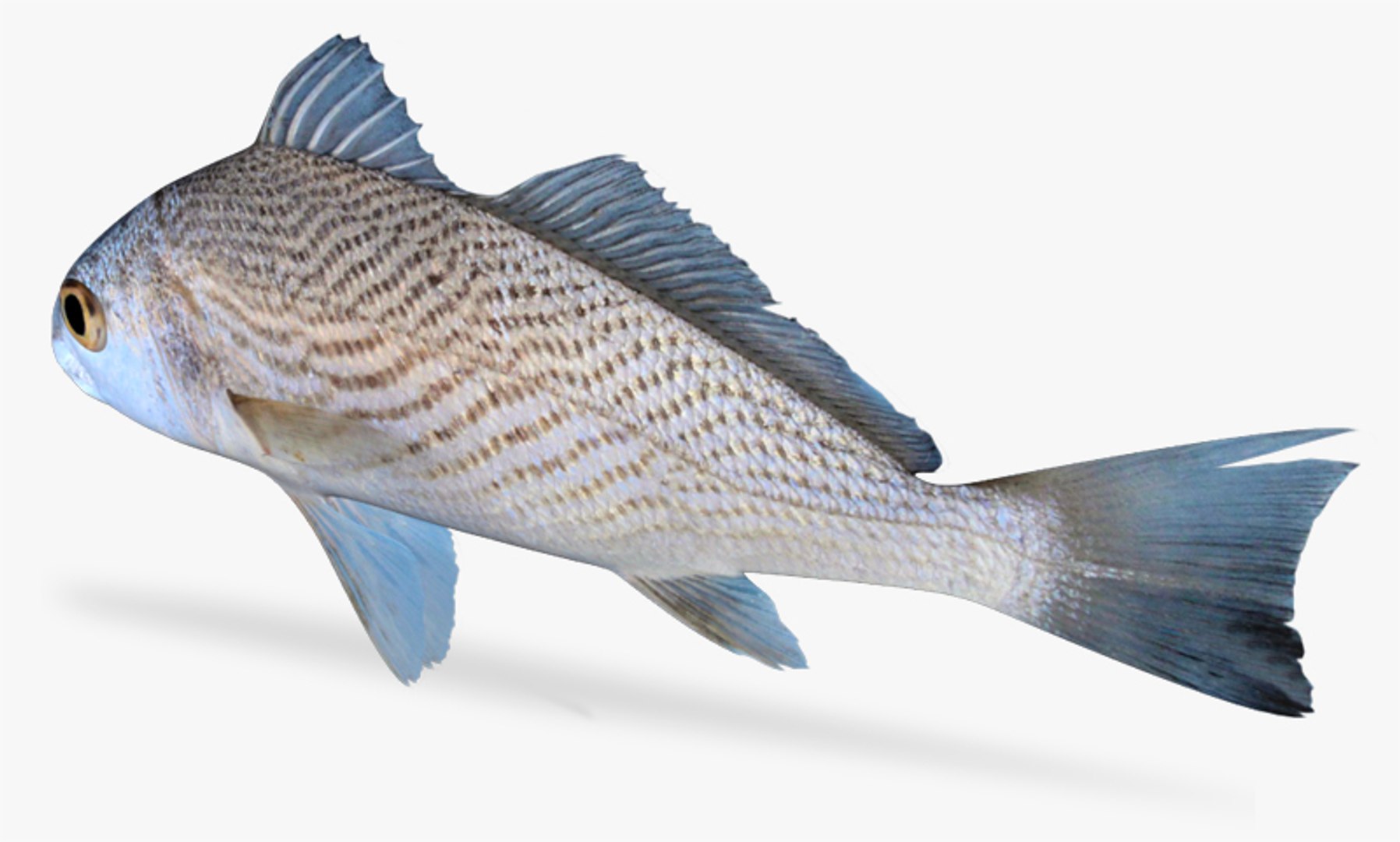longfin croaker x