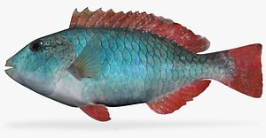 3d x redband parrotfish